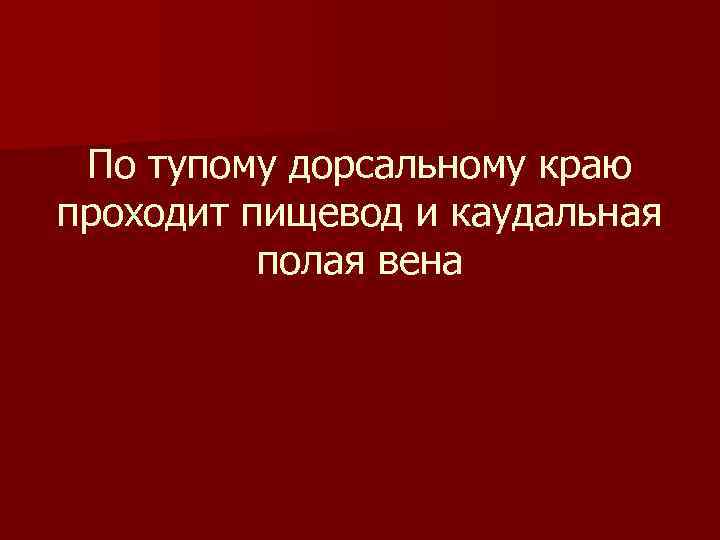 По тупому дорсальному краю проходит пищевод и каудальная полая вена 
