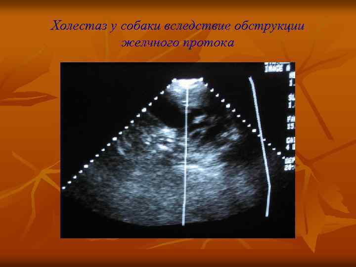 Холестаз у собаки вследствие обструкции желчного протока 