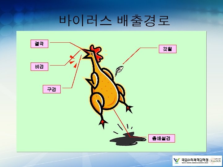 바이러스 배출경로 결막 깃털 비강 구강 총배설강 