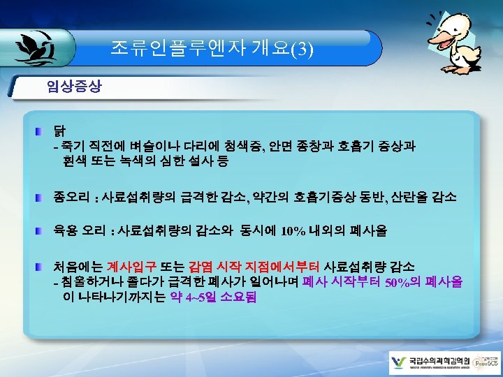 조류인플루엔자 개요(3) 임상증상 닭 - 죽기 직전에 벼슬이나 다리에 청색증, 안면 종창과 호흡기 증상과