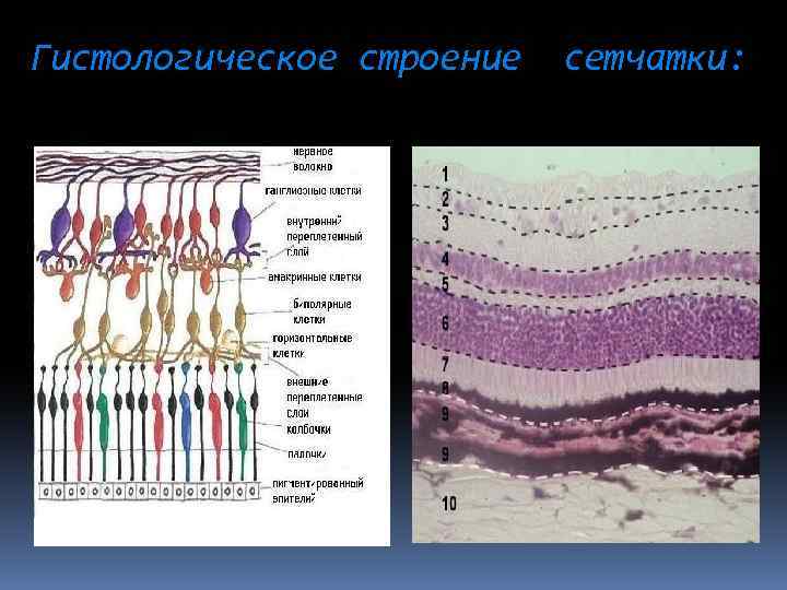 Схема гистологического строения сетчатки