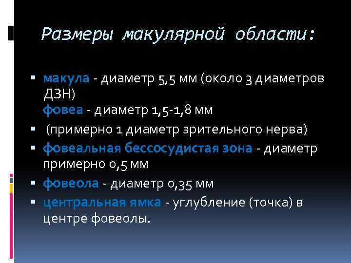 Размеры макулярной области: макула - диаметр 5, 5 мм (около 3 диаметров ДЗН) фовеа