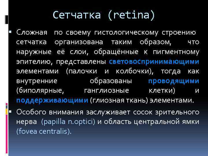 Сетчатка (retina) Сложная по своему гистологическому строению сетчатка организована таким образом, что наружные её