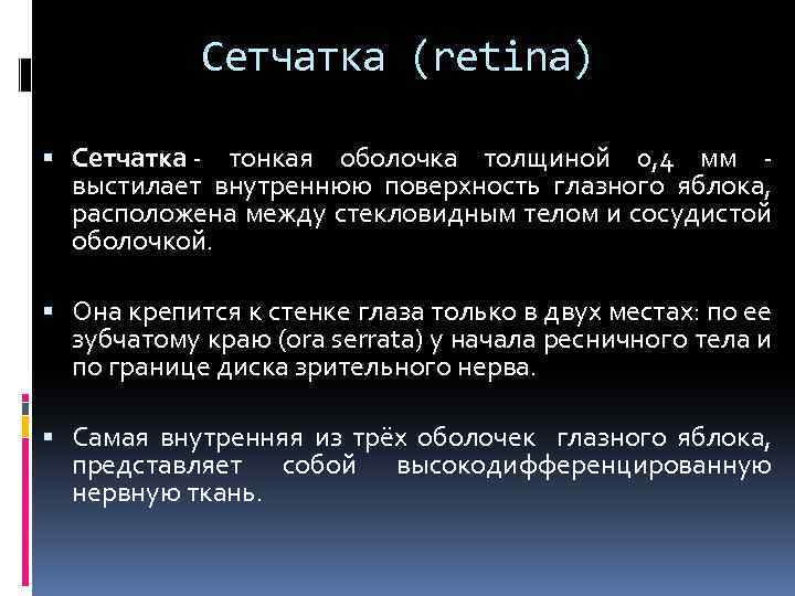 Сетчатка (retina) Сетчатка - тонкая оболочка толщиной 0, 4 мм - выстилает внутреннюю поверхность