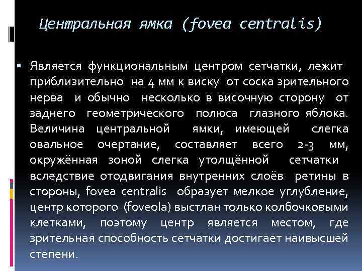 Центральная ямка (fovea centralis) Является функциональным центром сетчатки, лежит приблизительно на 4 мм к