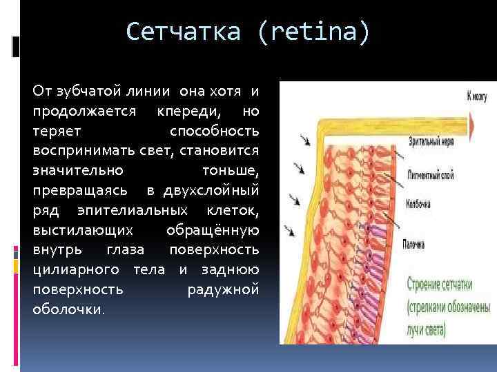 Сетчатка (retina) От зубчатой линии она хотя и продолжается кпереди, но теряет способность воспринимать