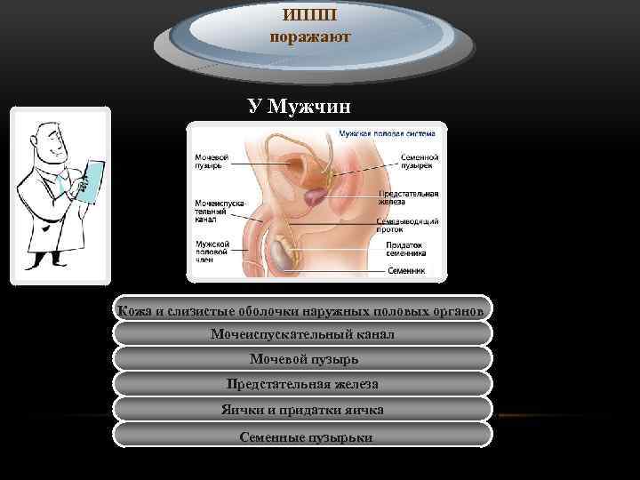 ИППП поражают У Мужчин Кожа и слизистые оболочки наружных половых органов Мочеиспускательный органов наружных