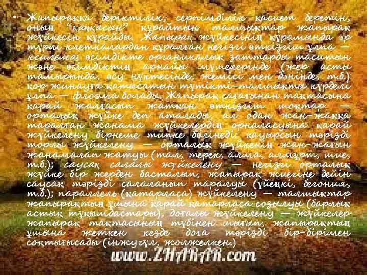  • Жапыраққа беріктілік, серпімділік қасиет беретін, оның “қаңқасын” құрайтын талшықтар жапырақ жүйкесін құрайды.