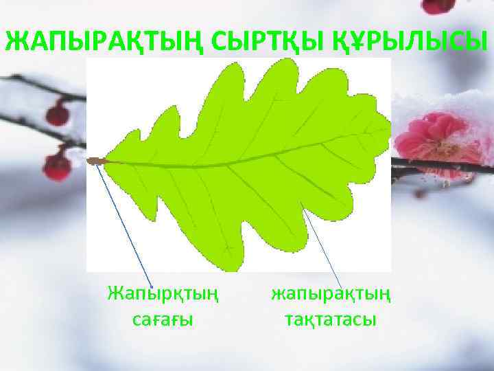 ЖАПЫРАҚТЫҢ СЫРТҚЫ ҚҰРЫЛЫСЫ Жапырқтың сағағы жапырақтың тақтатасы 