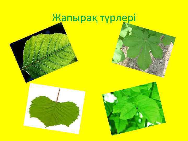 Жапырақ түрлері 