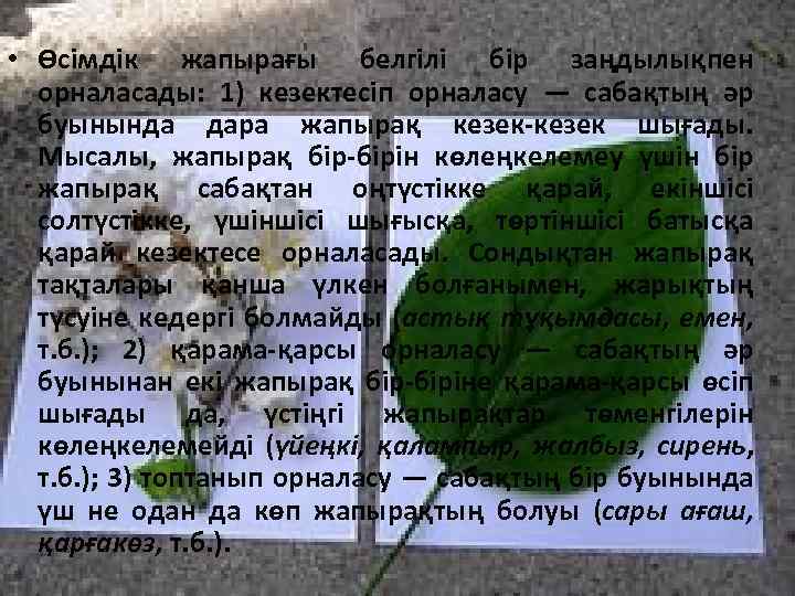  • Өсімдік жапырағы белгілі бір заңдылықпен орналасады: 1) кезектесіп орналасу — сабақтың әр