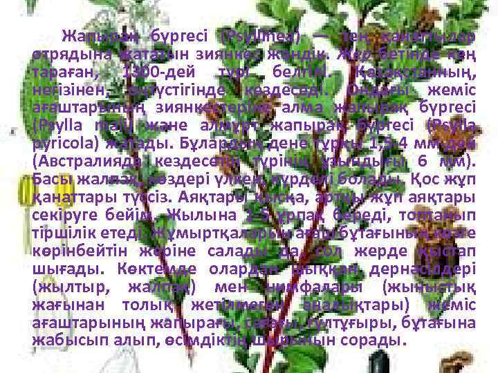 Жапырақ бүргесі (Psyllіnea) — тең қанаттылар отрядына жататын зиянкес жәндік. Жер бетінде кең тараған,