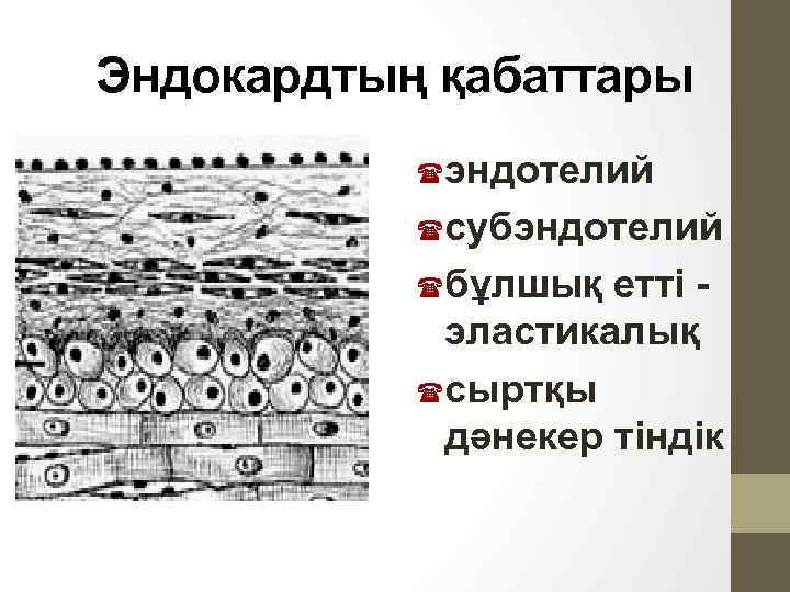 Эндокардтың қабаттары эндотелий субэндотелий бұлшық етті эластикалық сыртқы дәнекер тіндік 