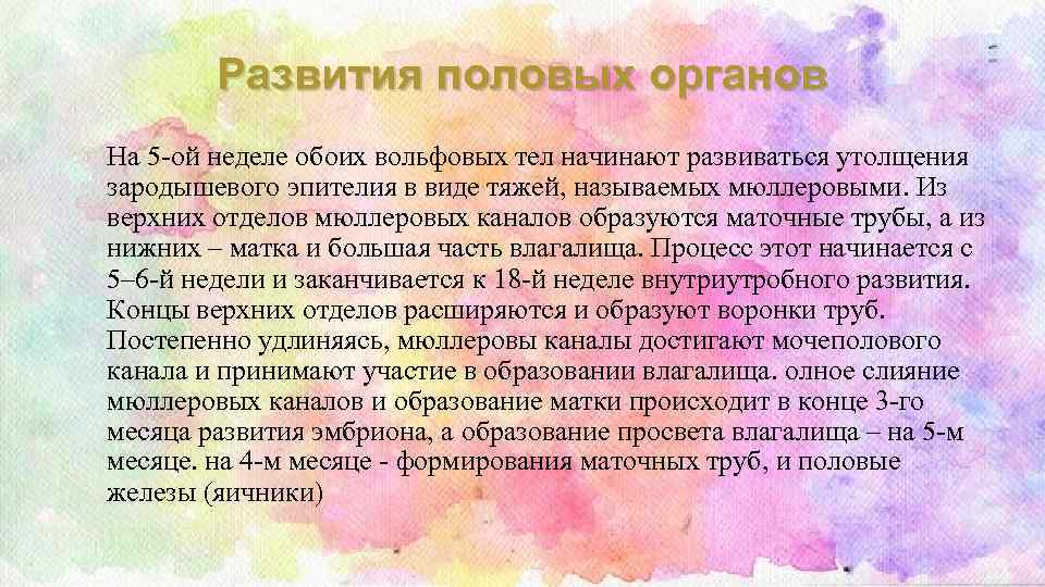 Развития половых органов • На 5 -ой неделе обоих вольфовых тел начинают развиваться утолщения