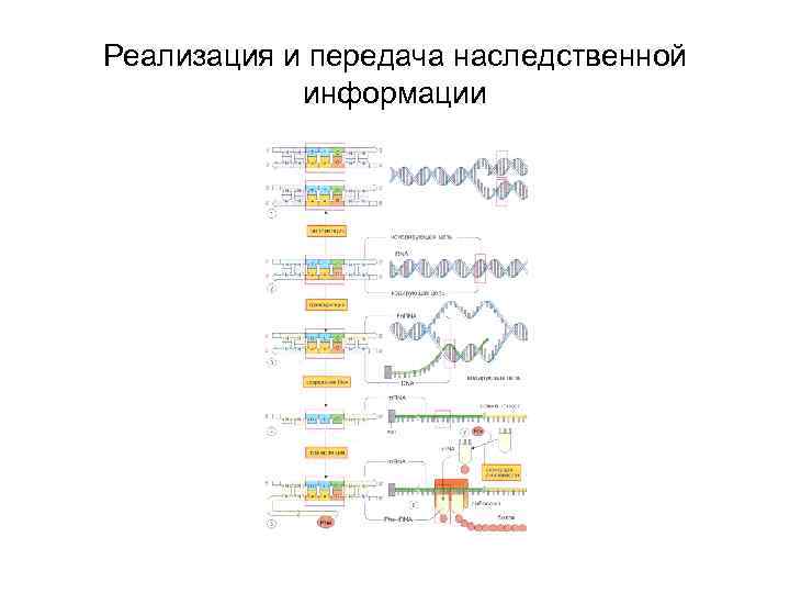 Реализация и передача наследственной информации 