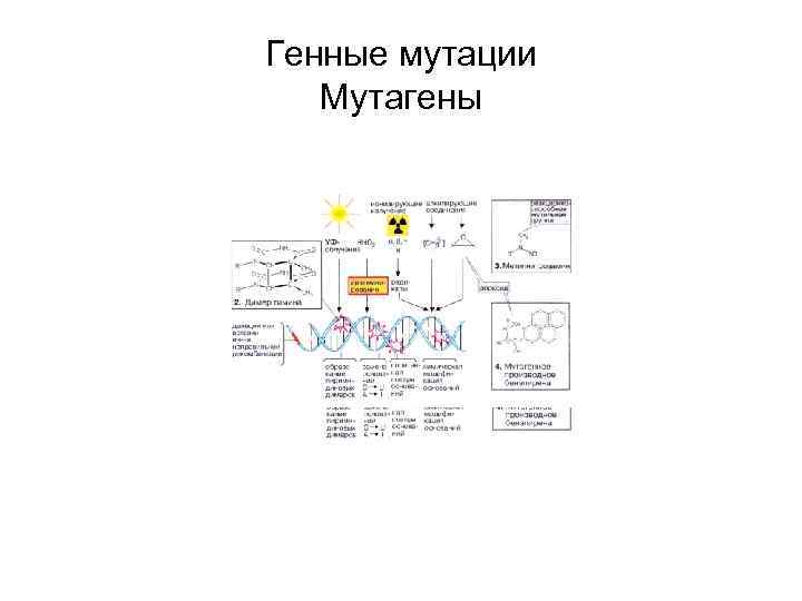 Генные мутации Мутагены 