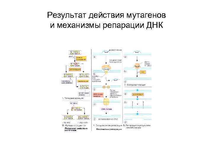 Результат действия мутагенов и механизмы репарации ДНК 