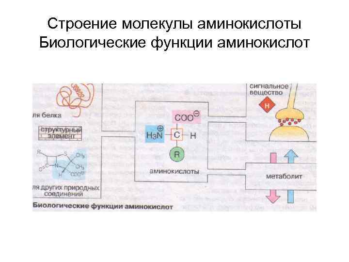 Строение молекулы аминокислоты Биологические функции аминокислот 