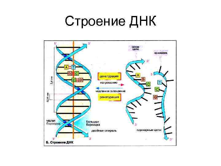 Строение ДНК 