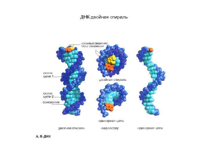 ДНК двойная спираль 