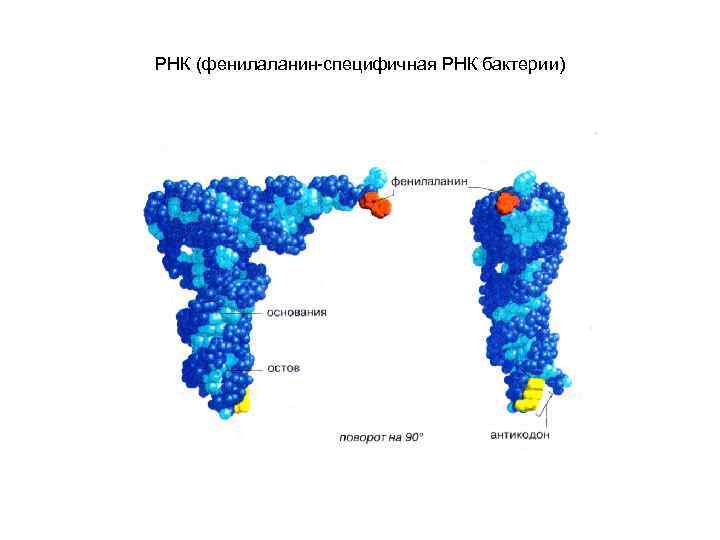 РНК (фенилаланин-специфичная РНК бактерии) 