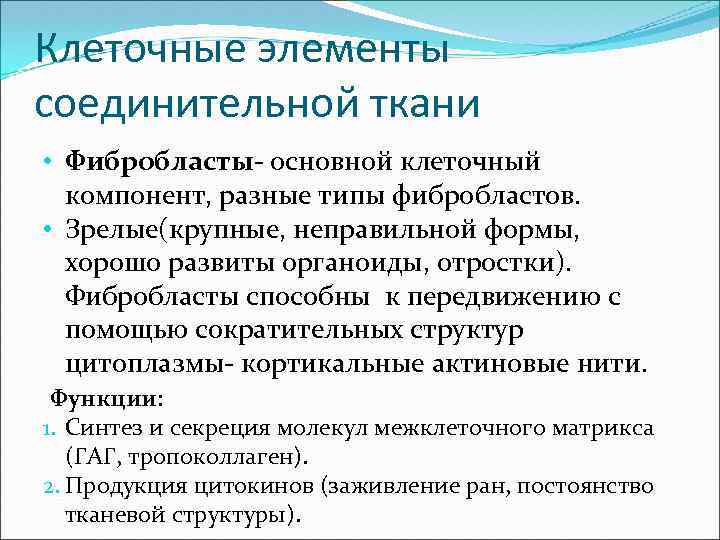 Клеточные элементы соединительной ткани • Фибробласты- основной клеточный компонент, разные типы фибробластов. • Зрелые(крупные,