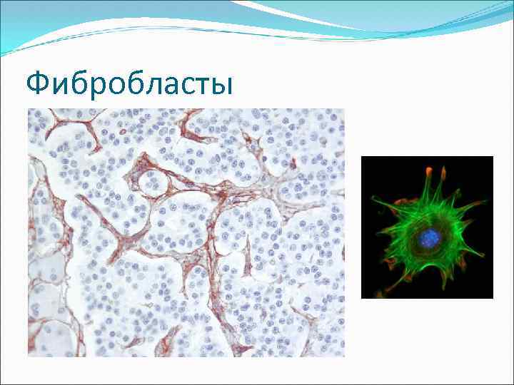 Фибробласты 