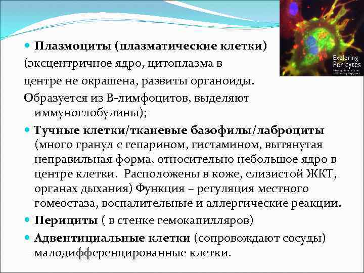  Плазмоциты (плазматические клетки) (эксцентричное ядро, цитоплазма в центре не окрашена, развиты органоиды. Образуется