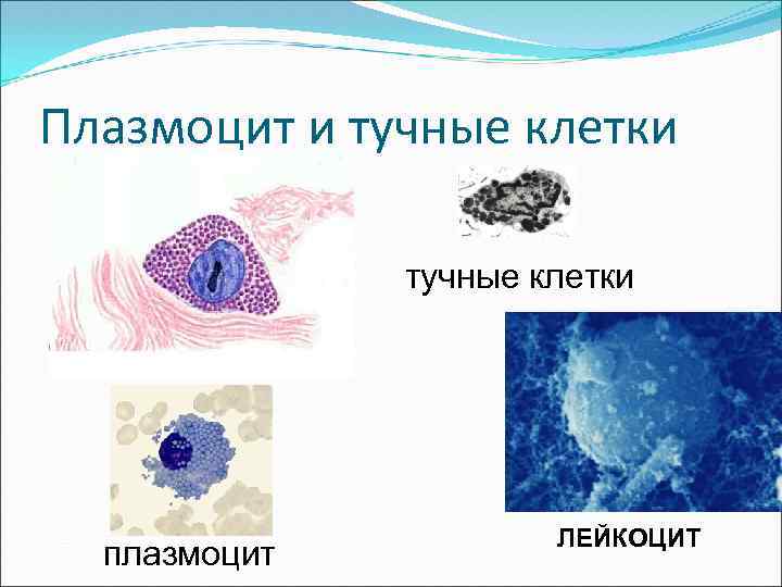 Презентация тучные клетки