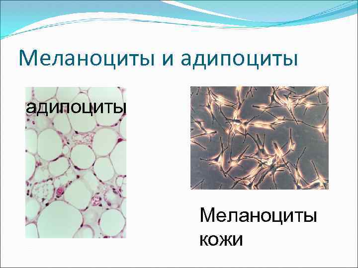Меланоциты и адипоциты Меланоциты кожи 