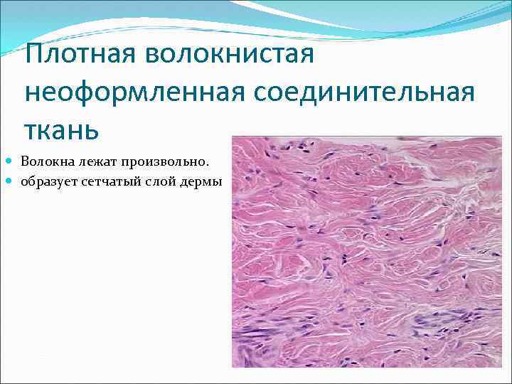 Волокнистая соединительная ткань картинки