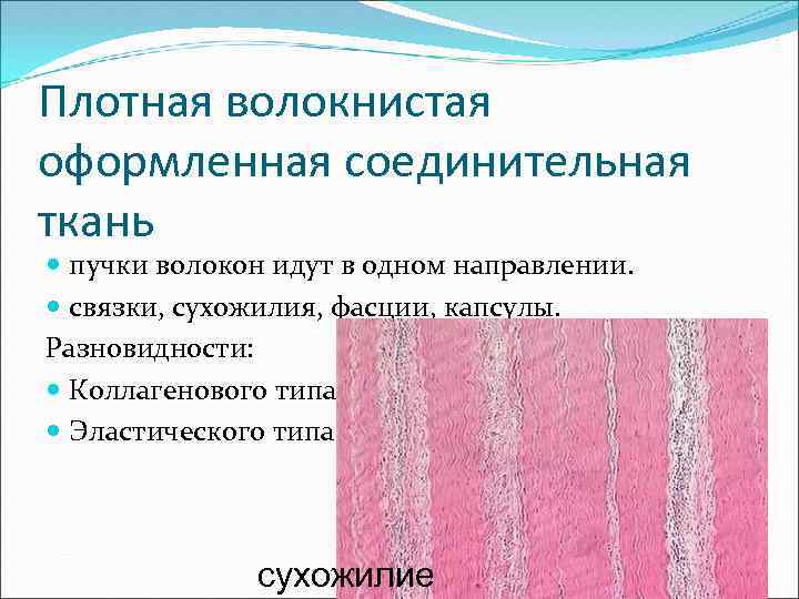 Ткани образующие волокна