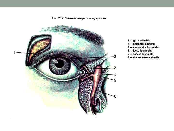 Слезная железа относится к железам. Вспомогательный аппарат глаза слезный аппарат глаза. Глаз анатомия слезная железа. Слезный аппарат глаза анатомия. Слезная железа и слезный мешок.