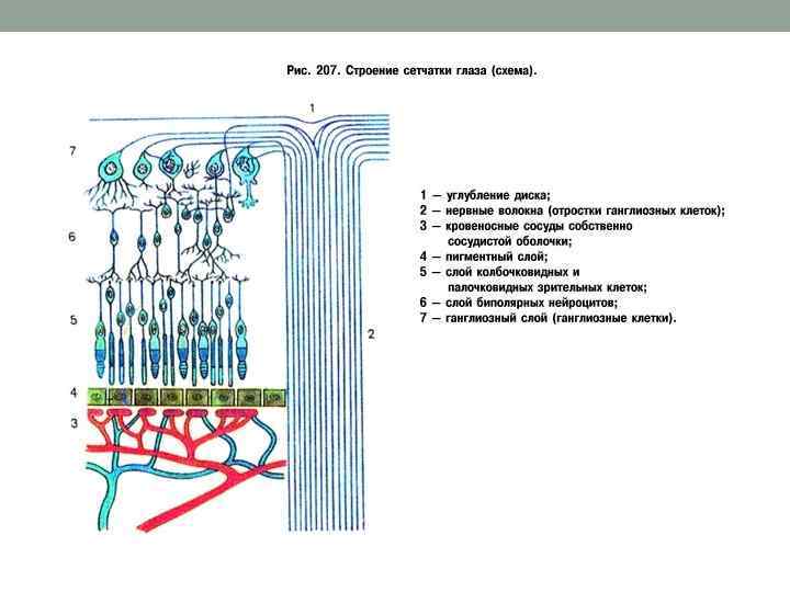 Схема строения нейронного строения сетчатки