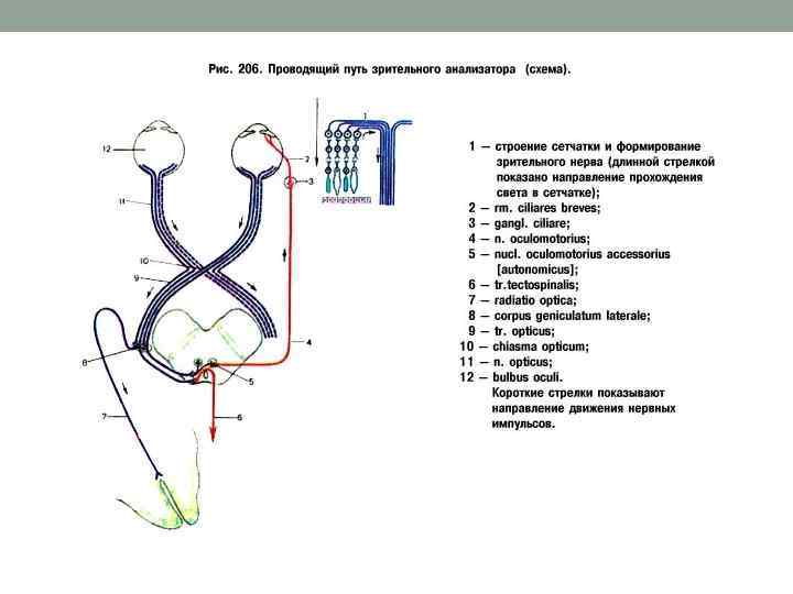 Путь зрительного анализатора схема