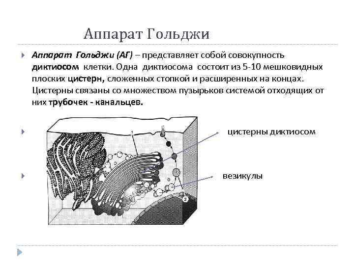 Аппарат Гольджи Аппарат Гольджи (АГ) – представляет собой совокупность диктиосом клетки. Одна диктиосома состоит