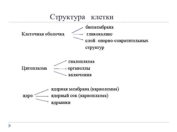 Структура клетки Клеточная оболочка Цитоплазма ядро биомембрана гликокаликс слой опорно-сократительных структур гиалоплазма органеллы включения