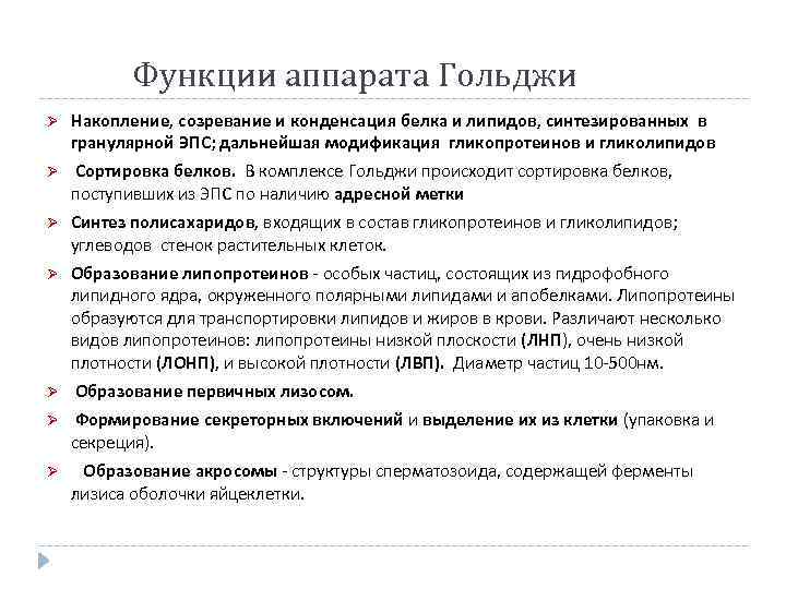 Функции аппарата Гольджи Ø Накопление, созревание и конденсация белка и липидов, синтезированных в гранулярной