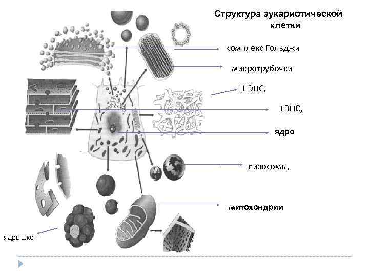 Какой цифрой на рисунке обозначена структура клетки нарушение образования которой может привести к