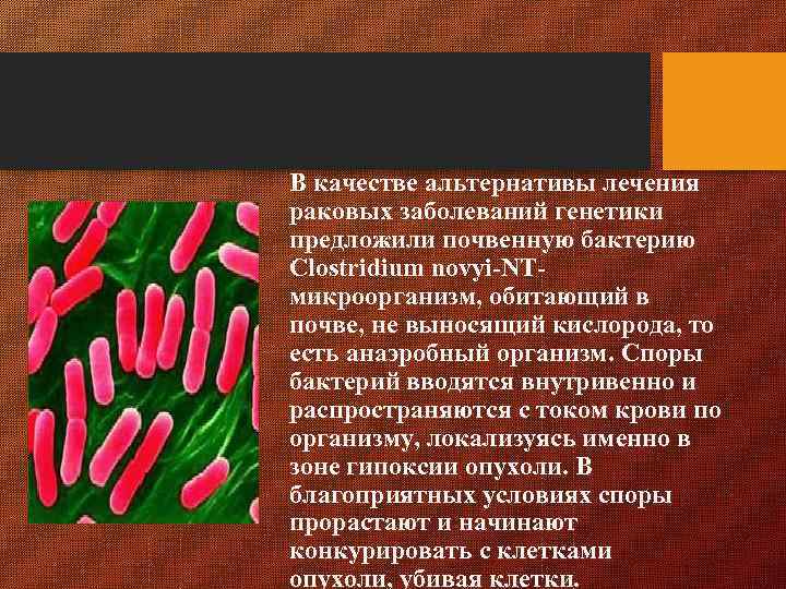 В качестве альтернативы лечения раковых заболеваний генетики предложили почвенную бактерию Сlostridium novyi-NTмикроорганизм, обитающий в