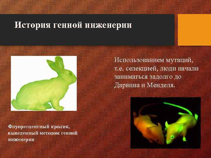 История генной инженерии Использованием мутаций, т. е. селекцией, люди начали заниматься задолго до Дарвина