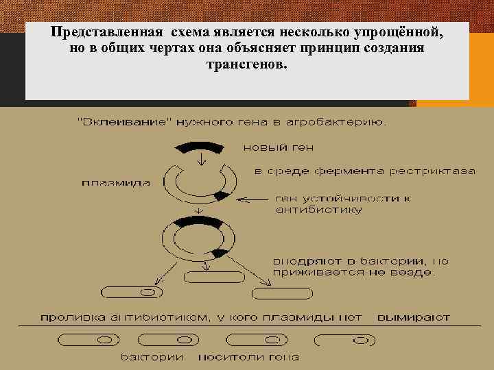Представленная схема является несколько упрощённой, но в общих чертах она объясняет принцип создания трансгенов.