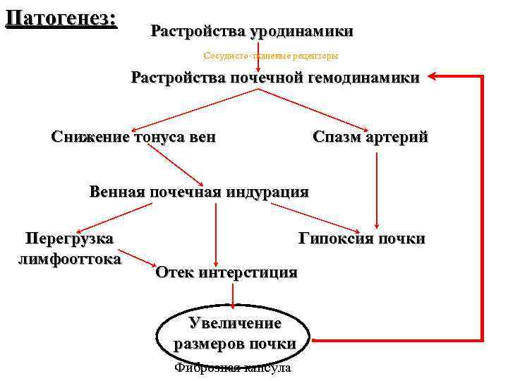 Патогенез: Растройства уродинамики Сосудисто-тканевые рецепторы Растройства почечной гемодинамики Снижение тонуса вен Спазм артерий Венная