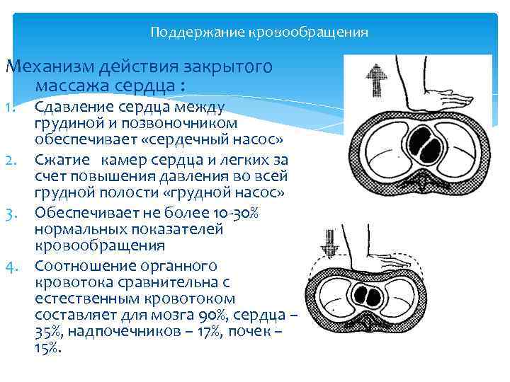 Поддержание кровообращения Механизм действия закрытого массажа сердца : 1. Сдавление сердца между грудиной и
