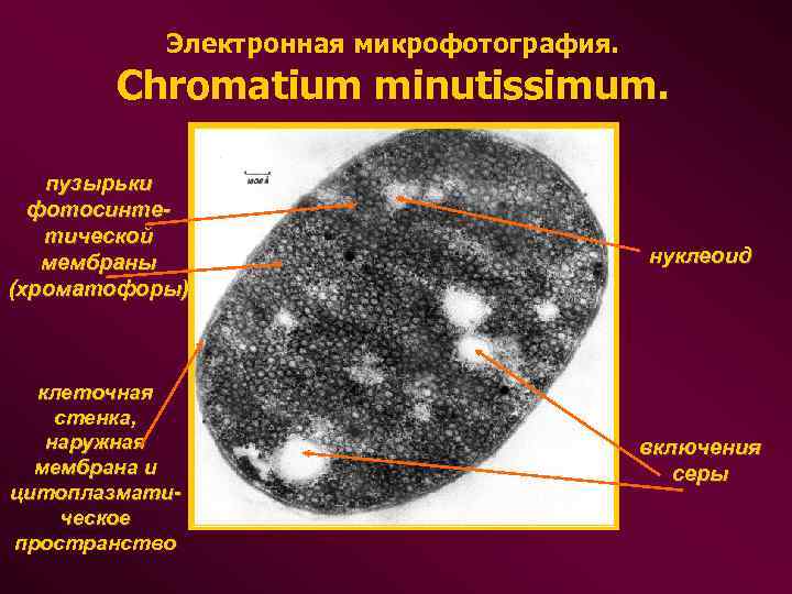 Электронная микрофотография. Chromatium minutissimum. пузырьки фотосинтетической мембраны (хроматофоры) клеточная стенка, наружная мембрана и цитоплазматическое