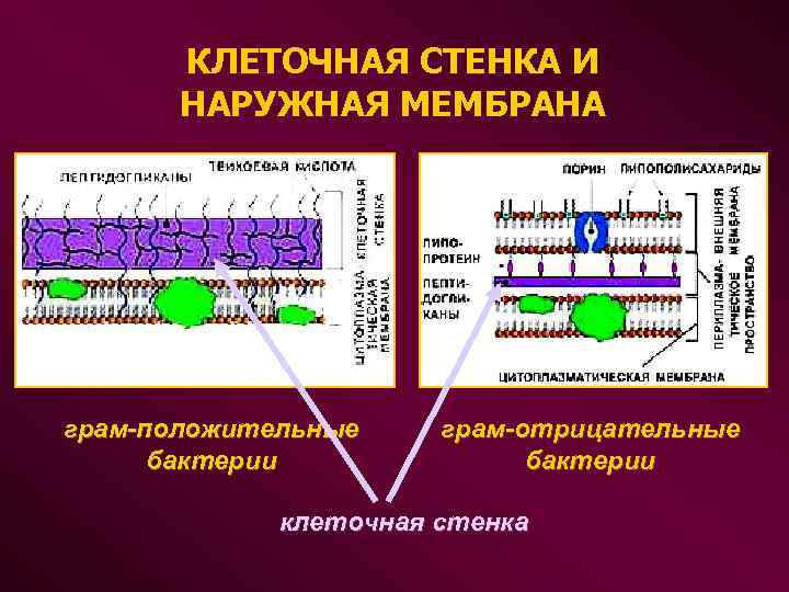 КЛЕТОЧНАЯ СТЕНКА И НАРУЖНАЯ МЕМБРАНА грам-положительные бактерии грам-отрицательные бактерии клеточная стенка 