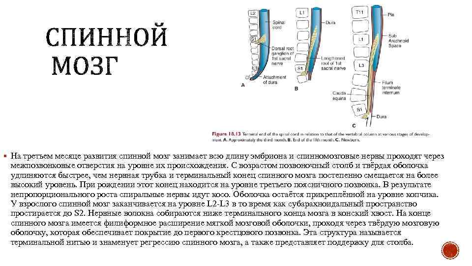 § На третьем месяце развития спинной мозг занимает всю длину эмбриона и спинномозговые нервы
