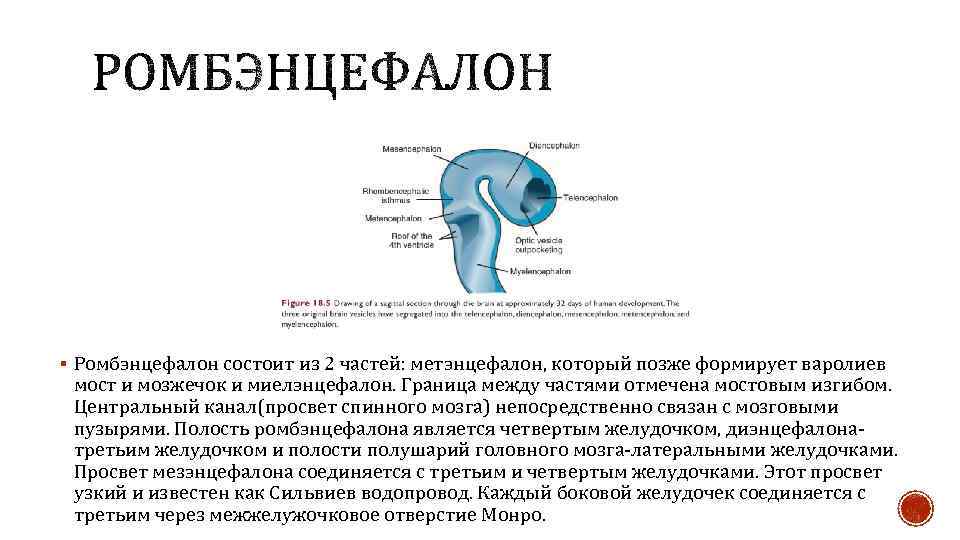 § Ромбэнцефалон состоит из 2 частей: метэнцефалон, который позже формирует варолиев мост и мозжечок