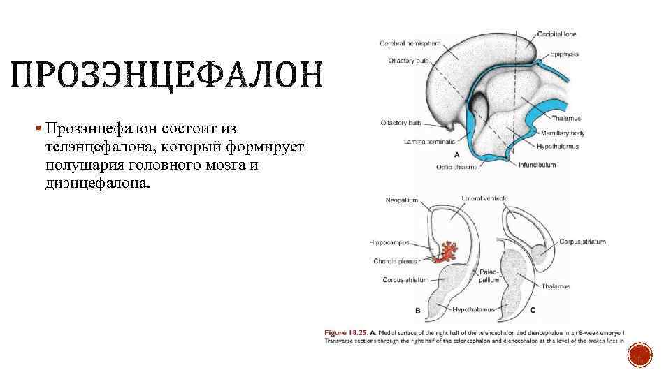 § Прозэнцефалон состоит из телэнцефалона, который формирует полушария головного мозга и диэнцефалона. 