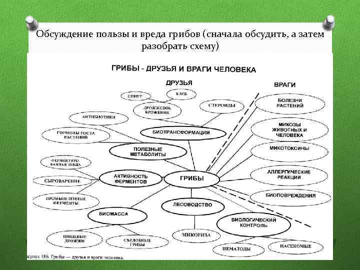 Обсуждение пользы и вреда грибов (сначала обсудить, а затем разобрать схему) 